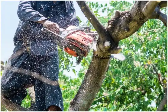 tree services McKinney Acres